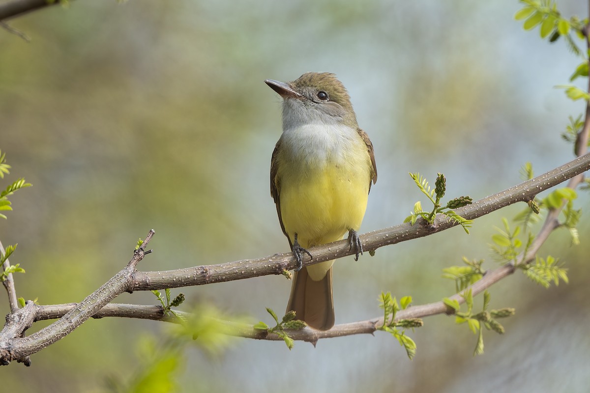 Great Crested Flycatcher - Don Danko