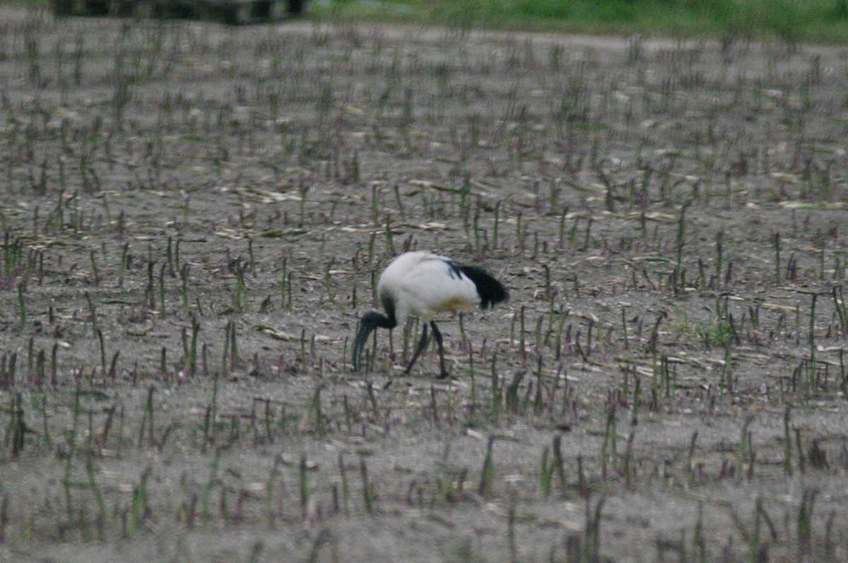 African Sacred Ibis - Max Chiari