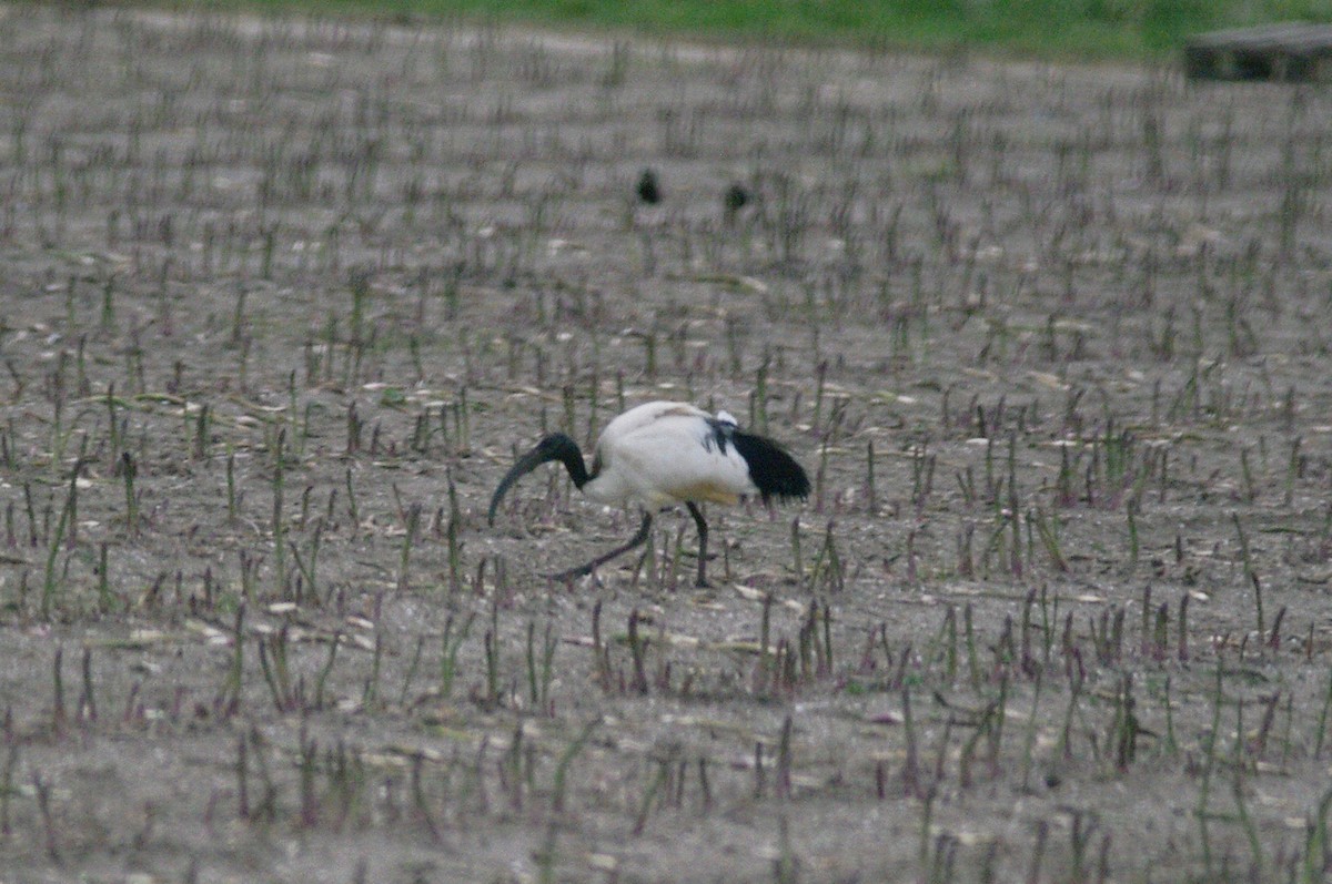 African Sacred Ibis - Max Chiari