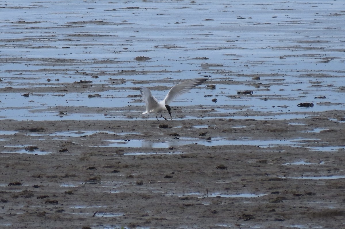 Australian Tern - Sue Beatty