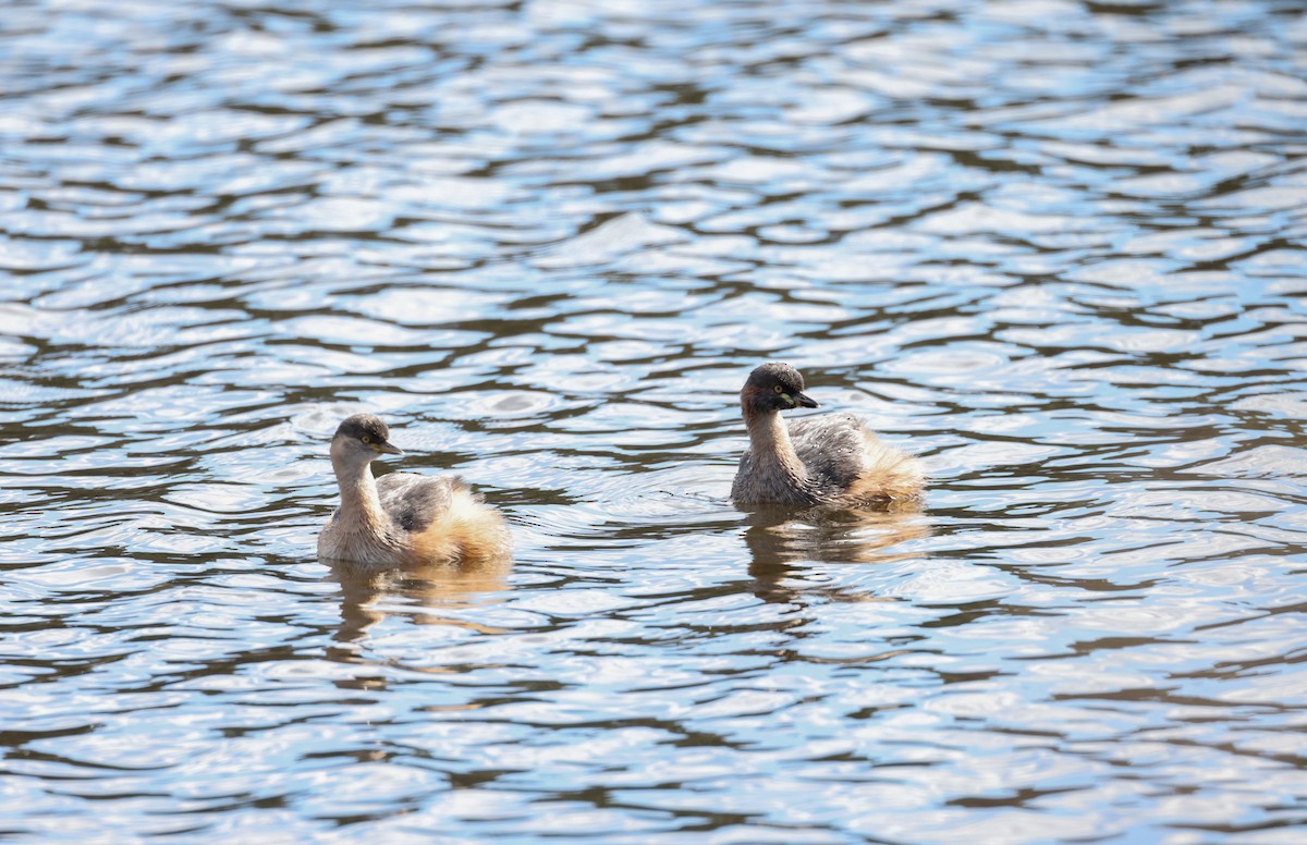 Australasian Grebe - Luke sbeghen