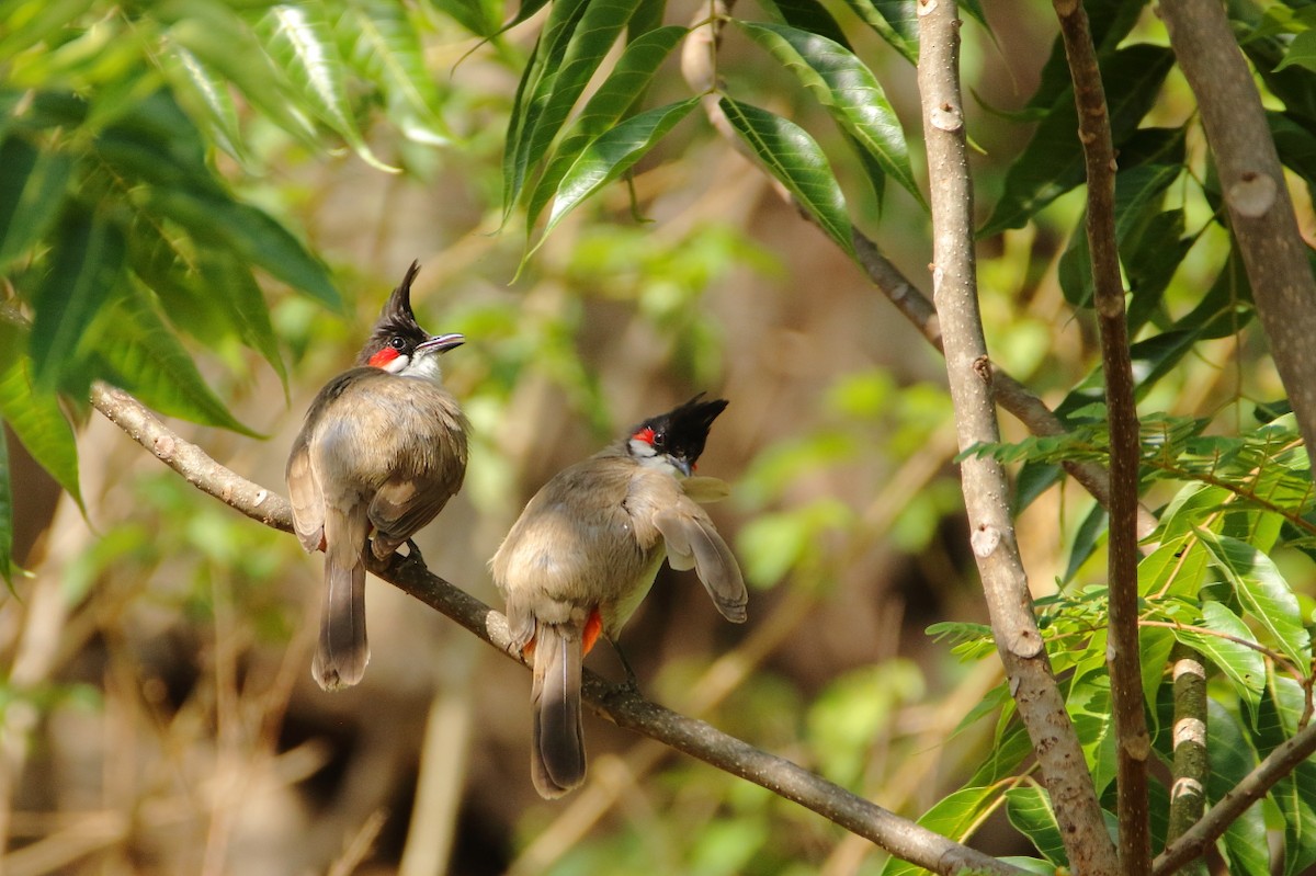 Red-whiskered Bulbul - Anonymous