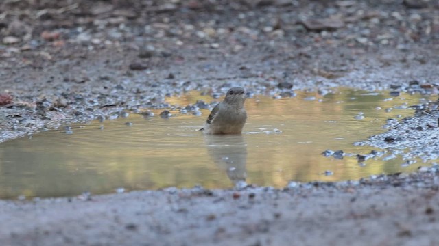 Golden Whistler - ML619435449