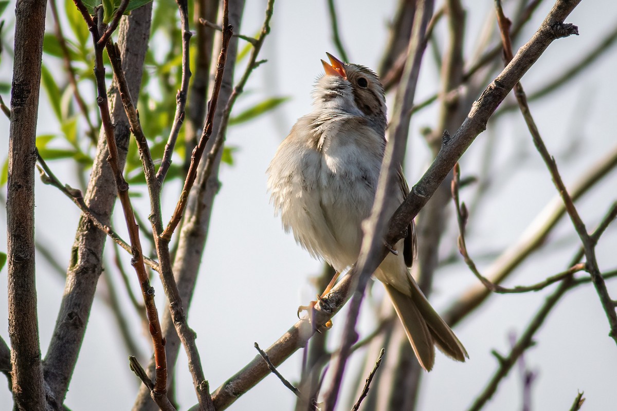Clay-colored Sparrow - Craig Kingma