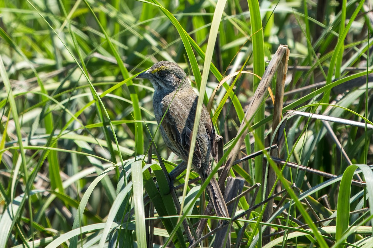 Seaside Sparrow - Eric Stone