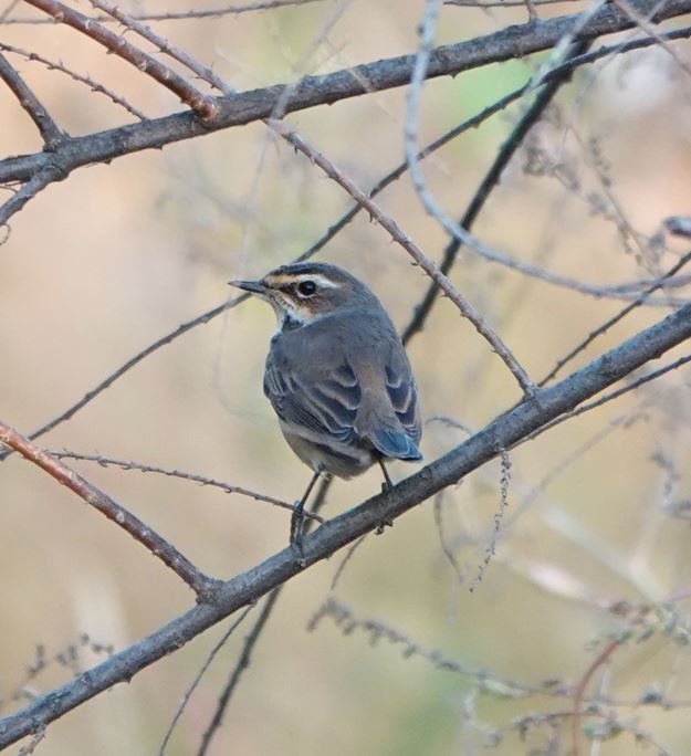 Bluethroat - Zhongyu Wang