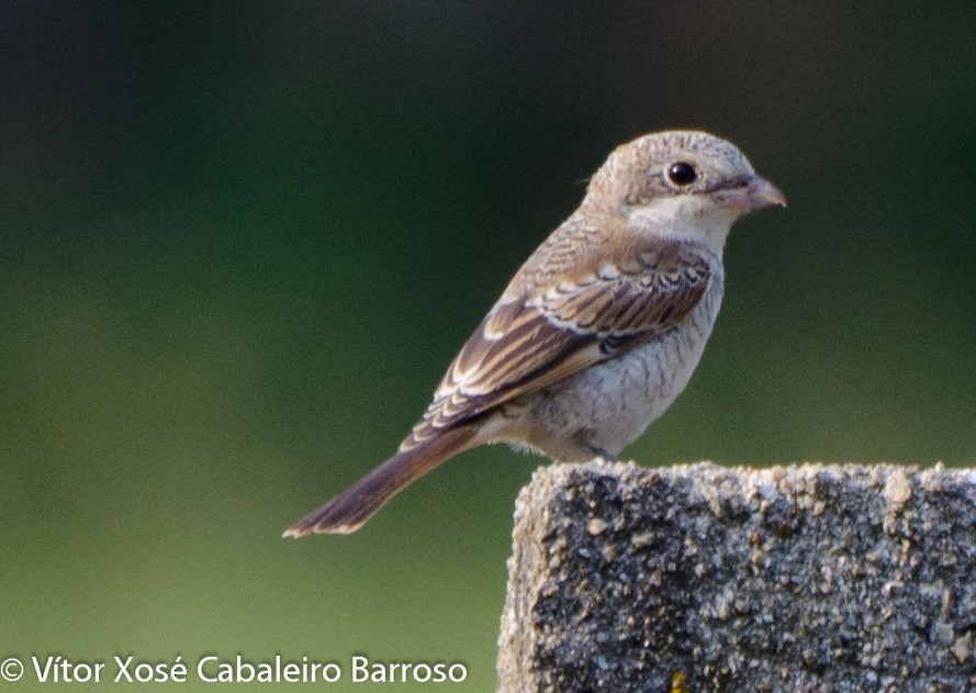 Woodchat Shrike - Vítor Xosé Cabaleiro Barroso