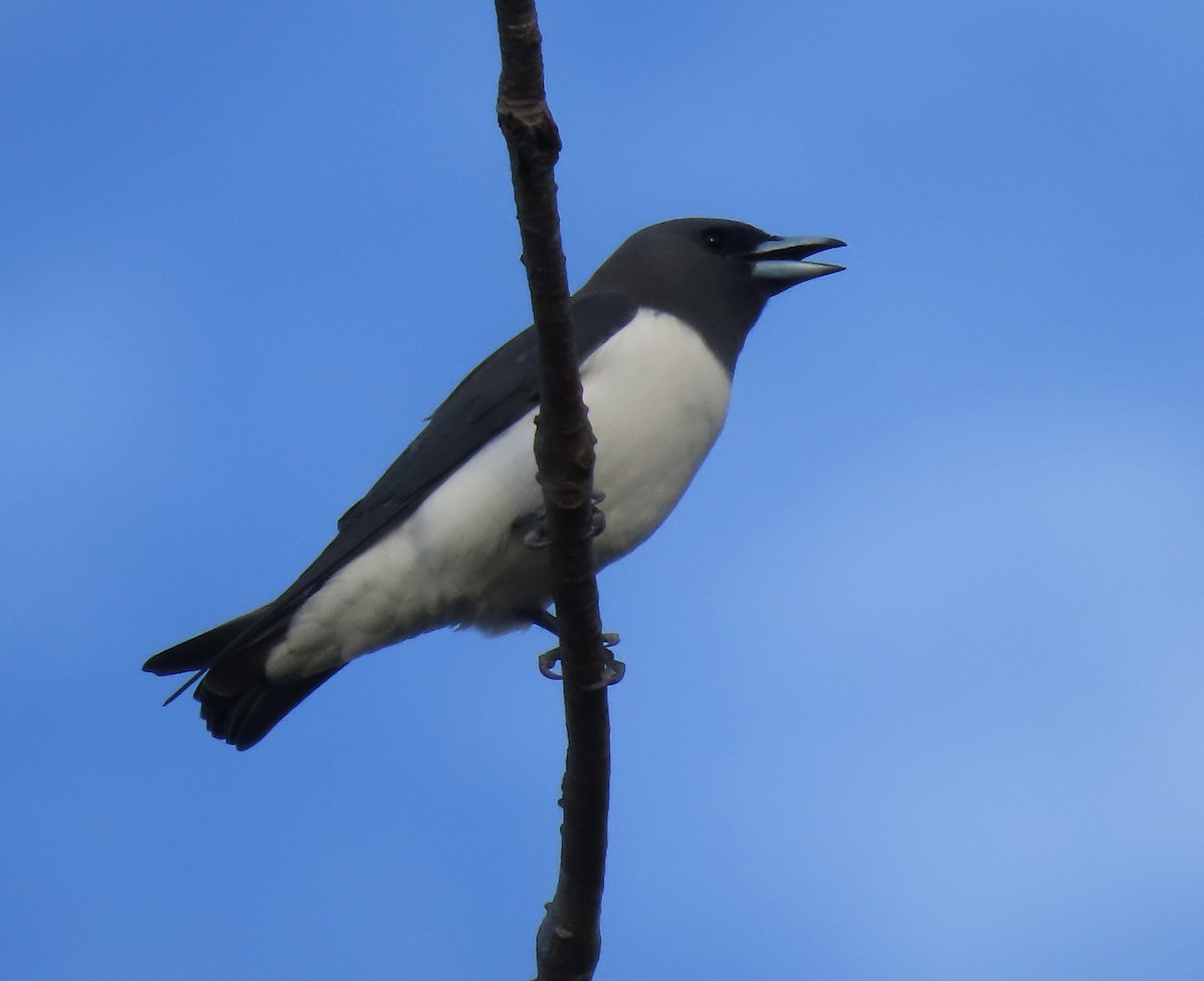 White-breasted Woodswallow - Sue Beatty