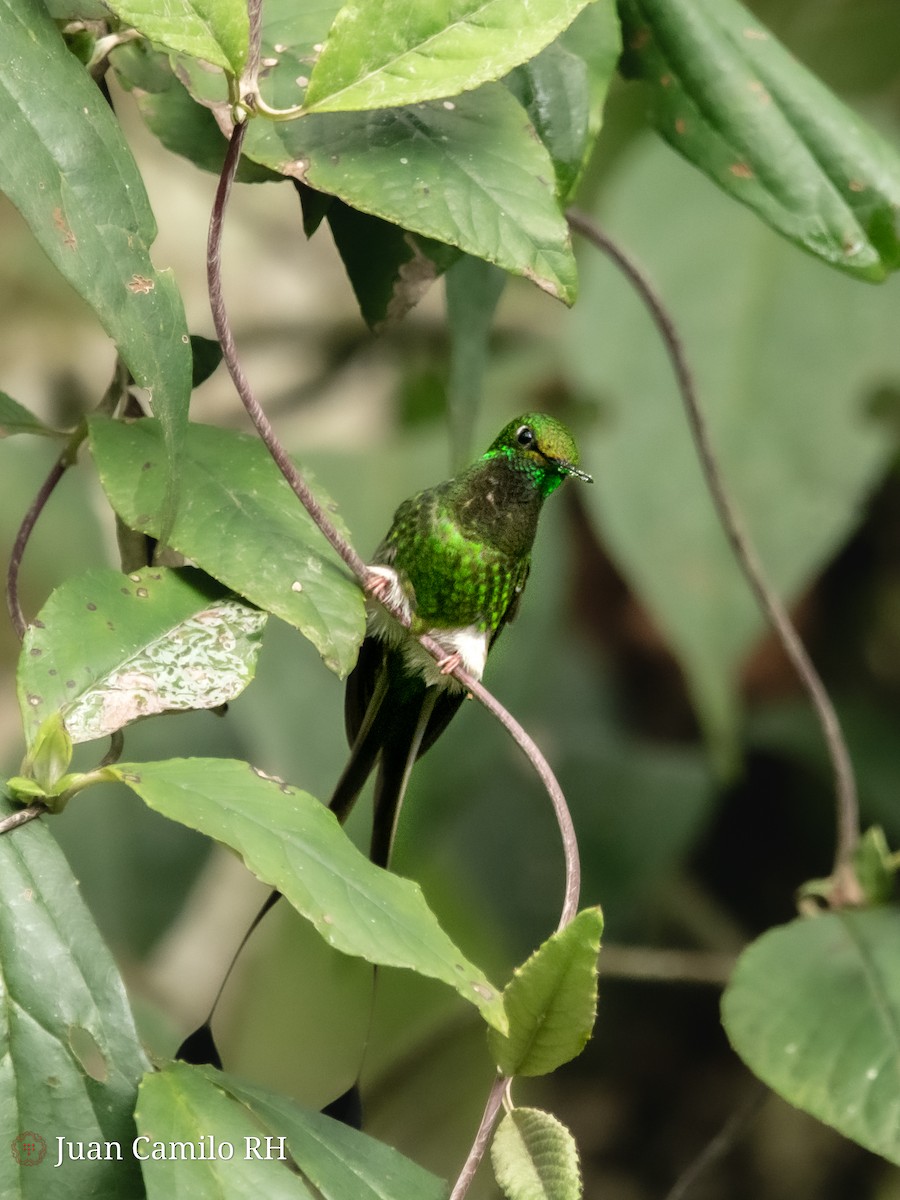 White-booted Racket-tail - Juan camilo Rodriguez