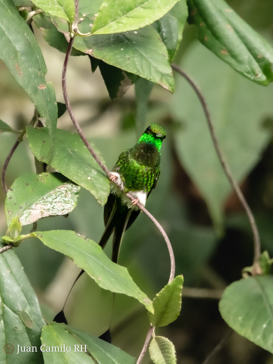 White-booted Racket-tail - ML619435476