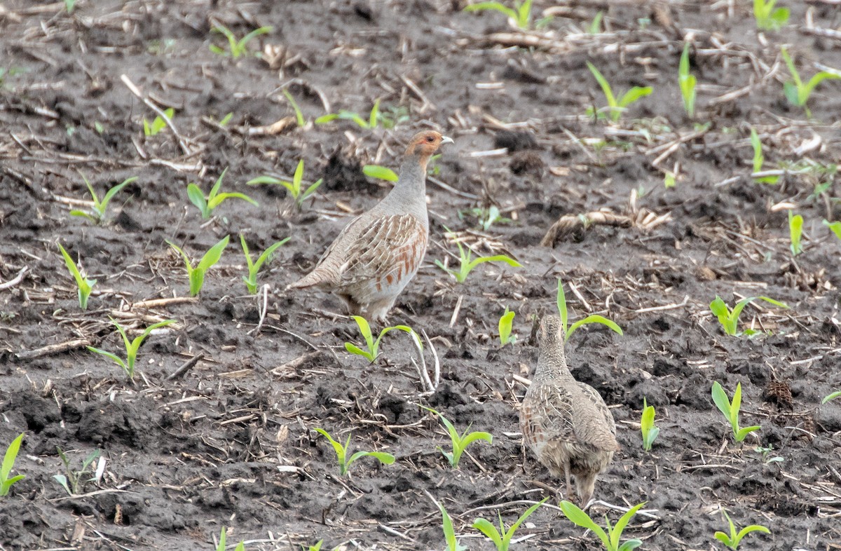 Gray Partridge - ML619435480