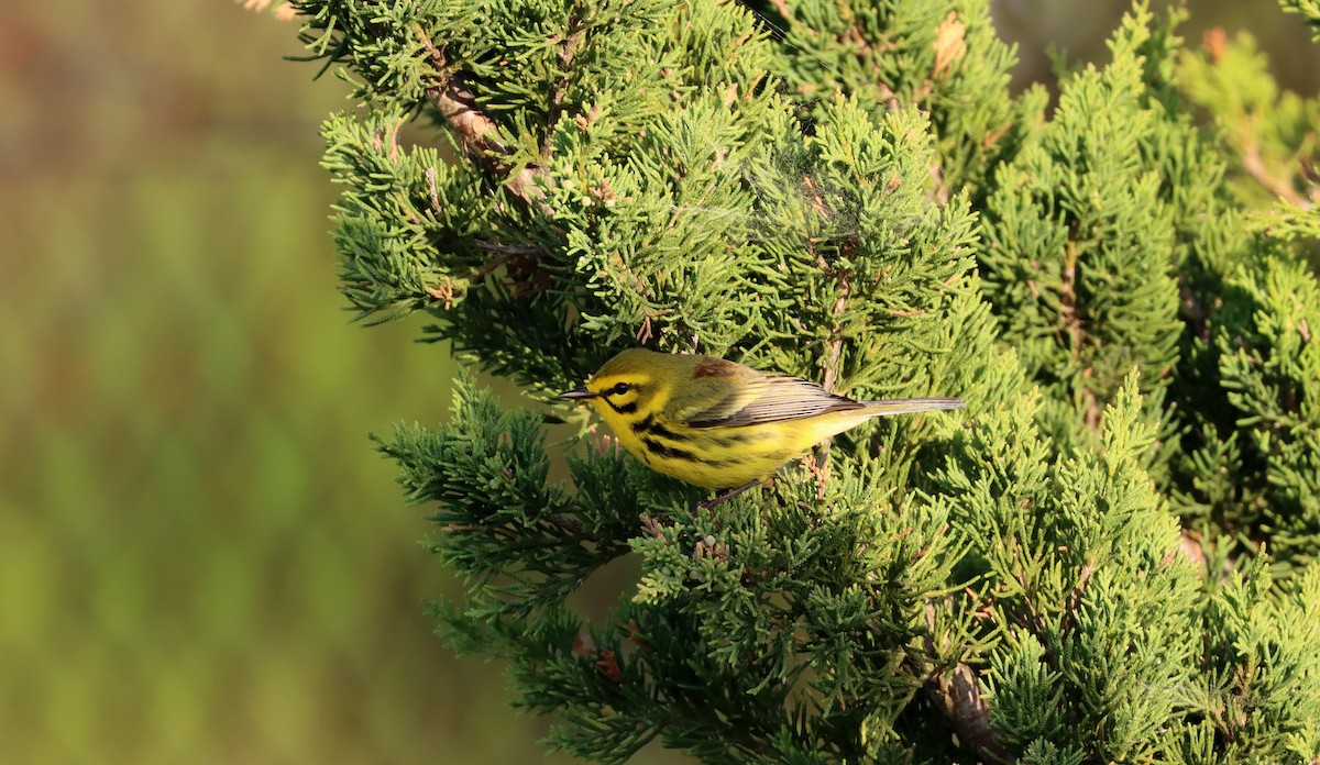 Prairie Warbler - Stefan Mutchnick