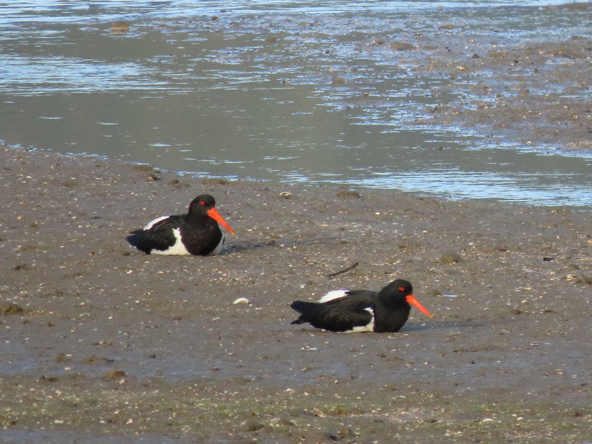 Pied Oystercatcher - Sue Beatty