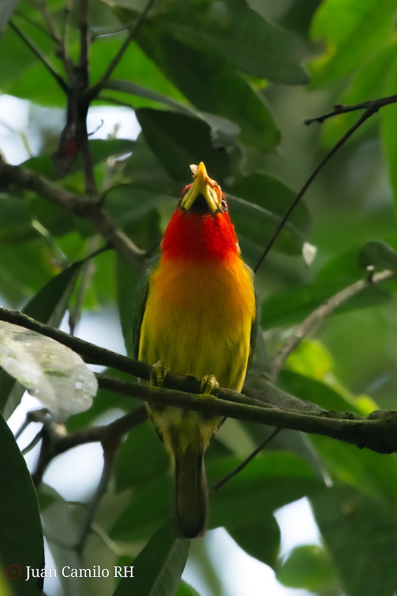 Red-headed Barbet - Juan camilo Rodriguez