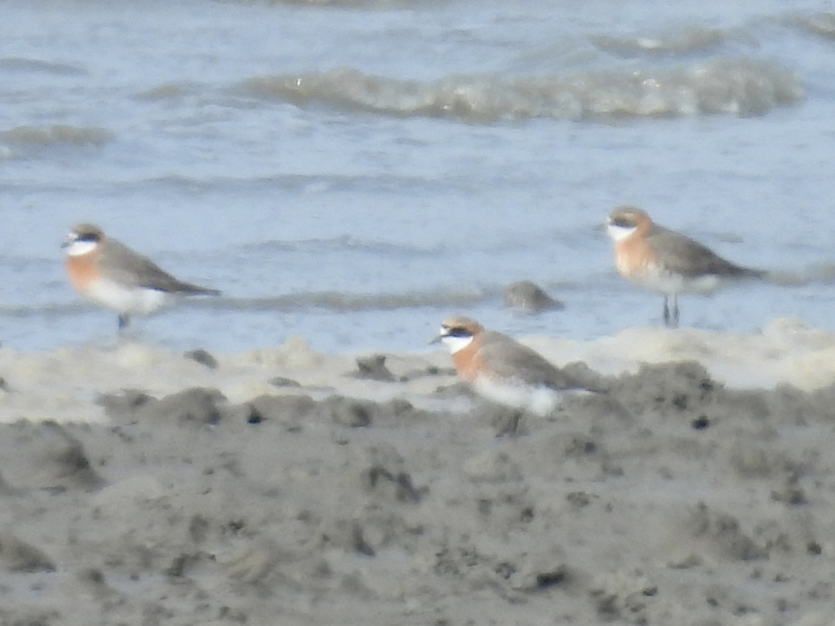 Siberian Sand-Plover - Stan Arnold