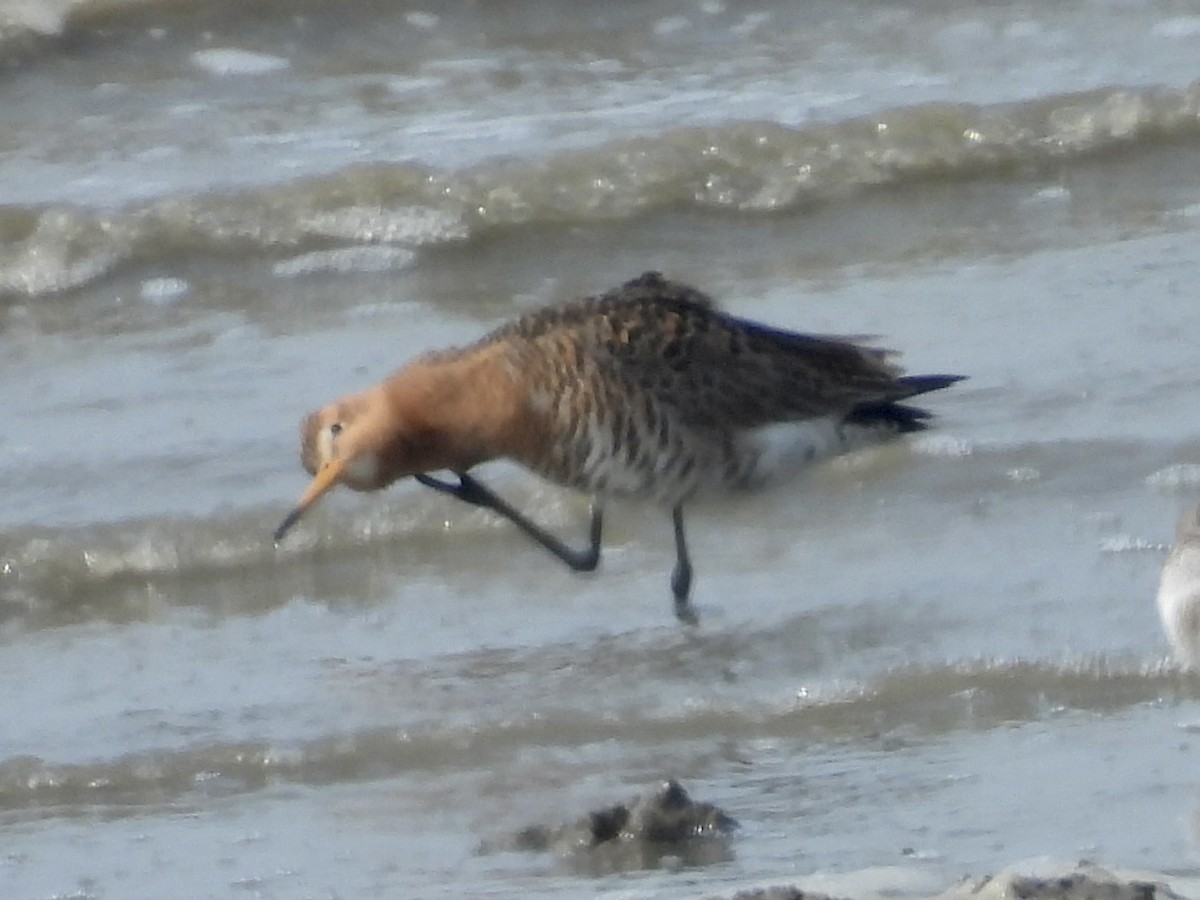 Black-tailed Godwit - Stan Arnold