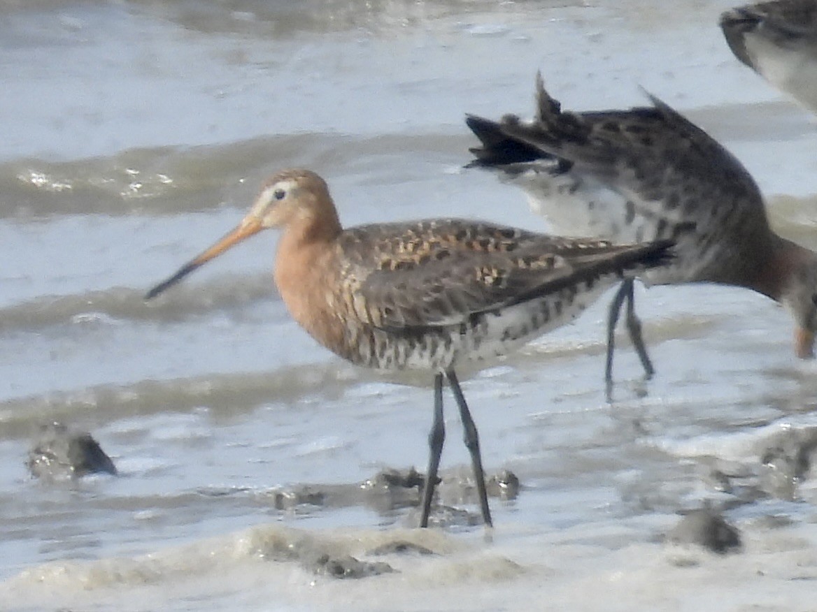 Black-tailed Godwit - Stan Arnold