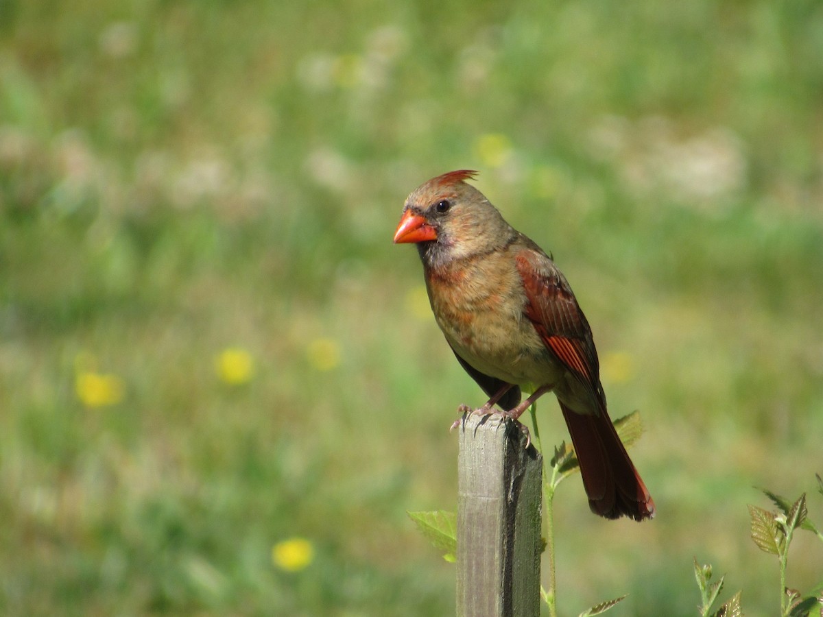 Northern Cardinal - Timothy Blanchard