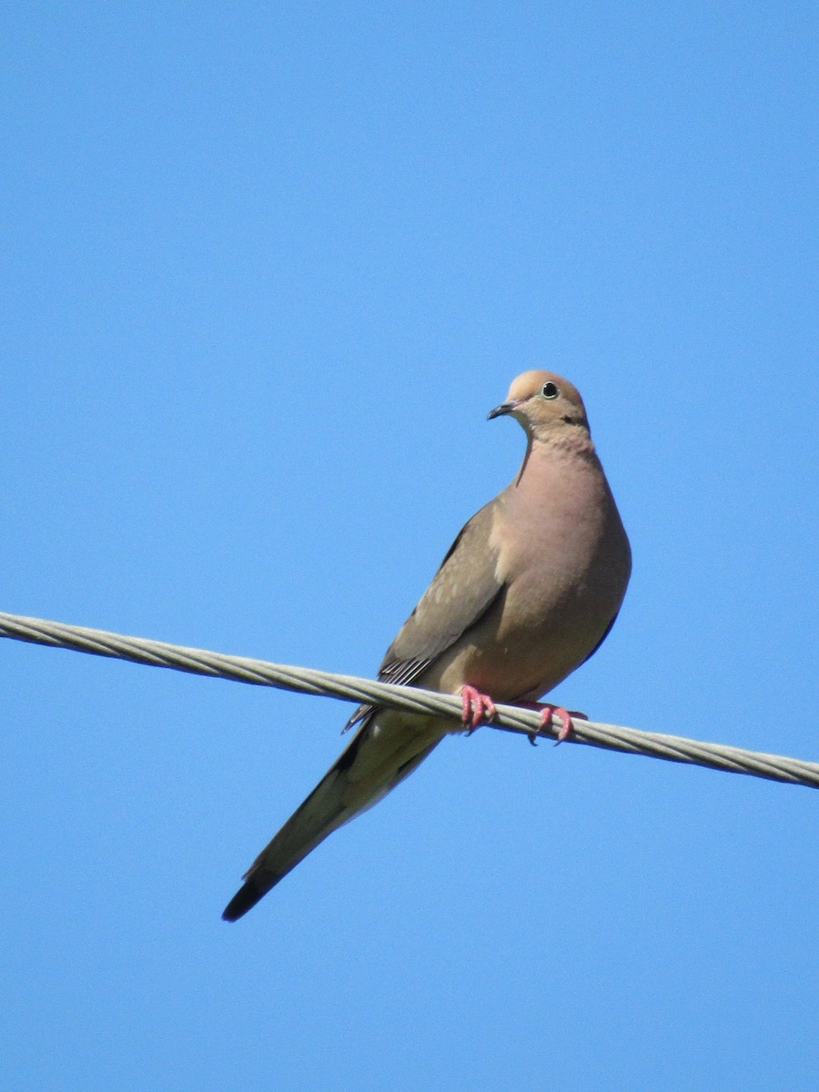 Mourning Dove - Timothy Blanchard