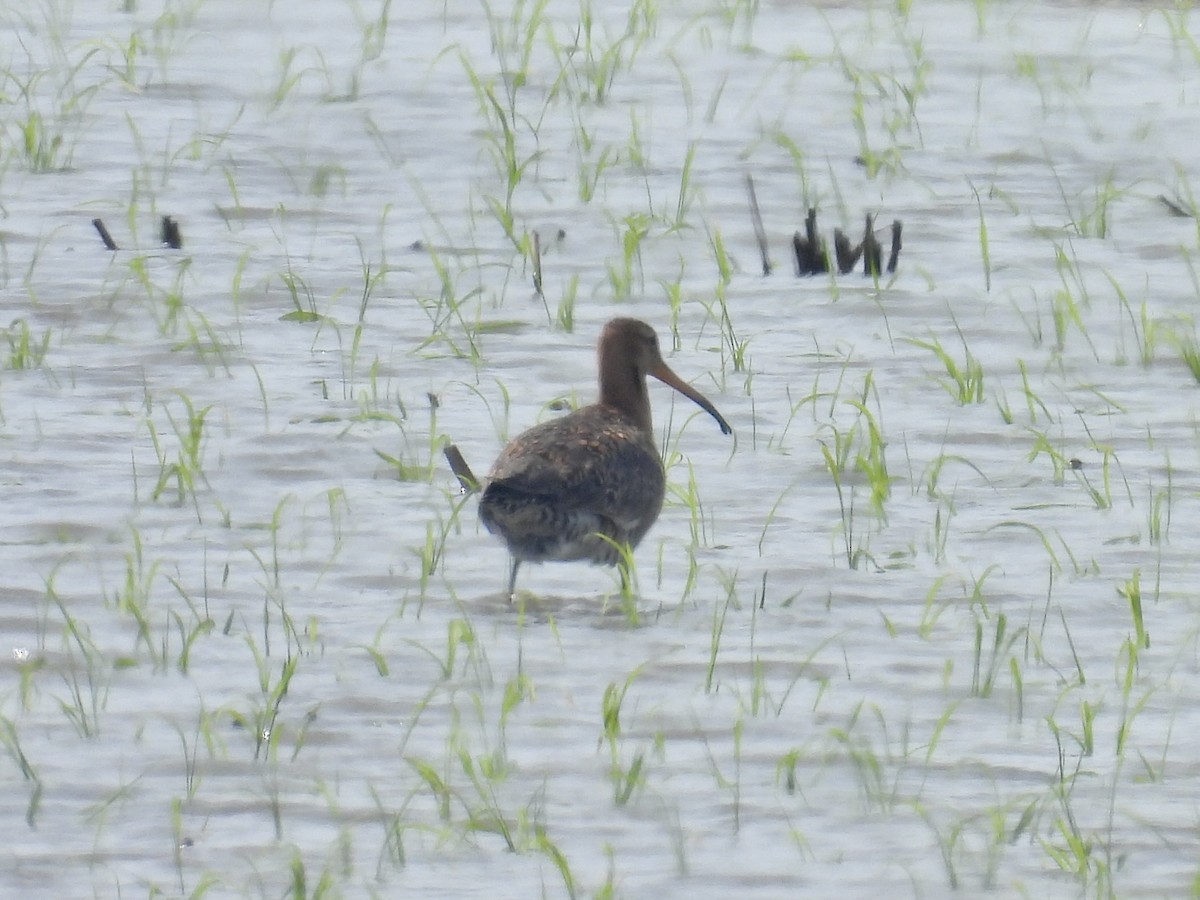 Black-tailed Godwit - Stan Arnold