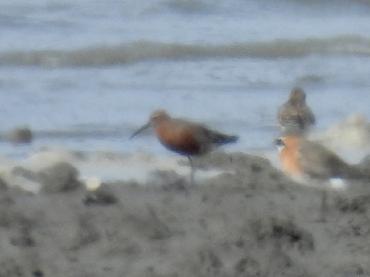 Curlew Sandpiper - Stan Arnold