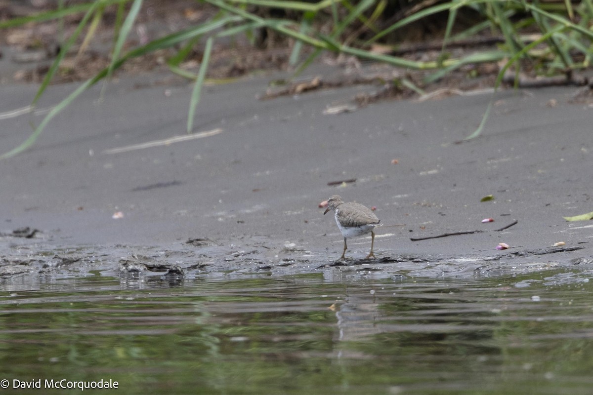 Spotted Sandpiper - David McCorquodale