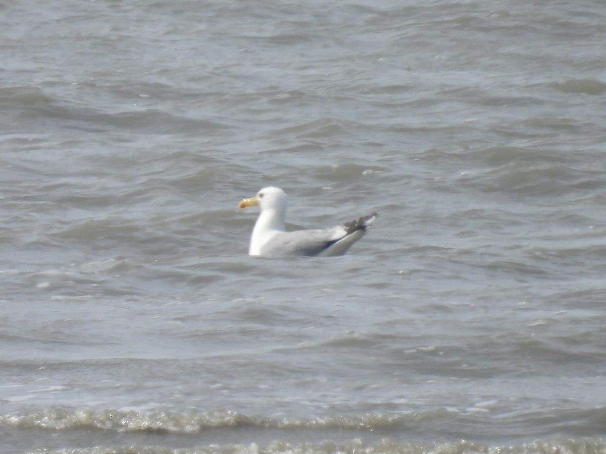 Herring Gull - Stan Arnold