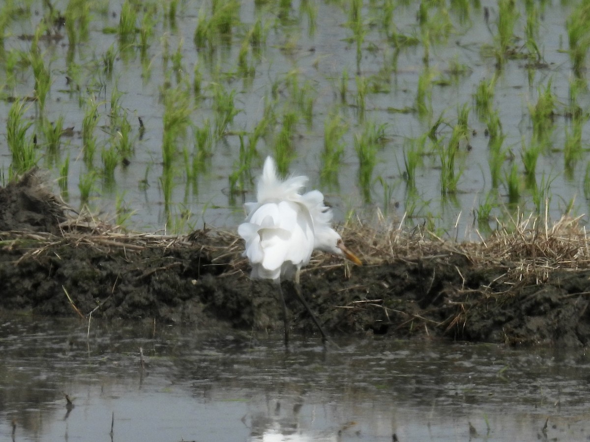 Medium Egret - Stan Arnold