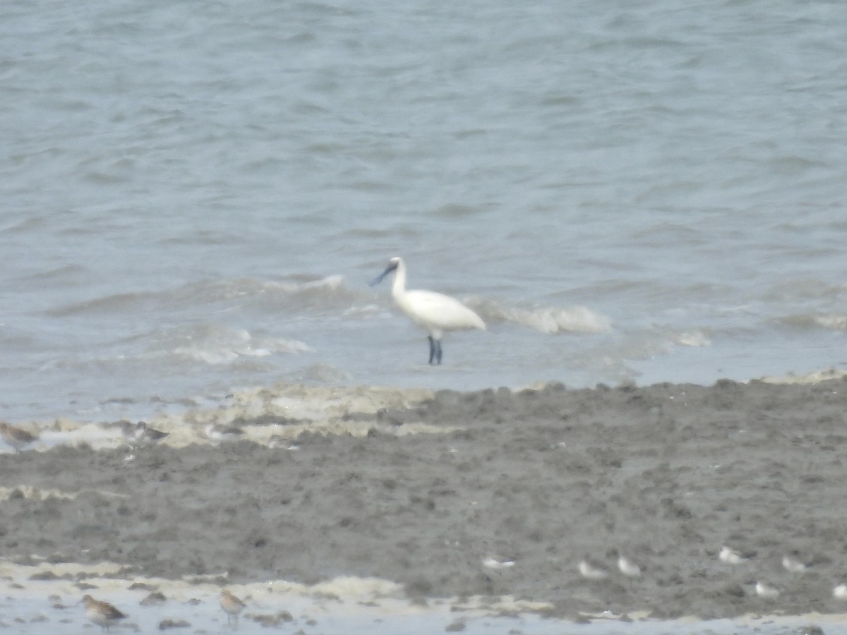 Black-faced Spoonbill - Stan Arnold