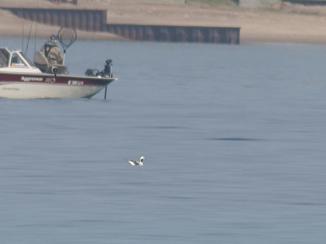 Long-tailed Duck - Bob Izumi