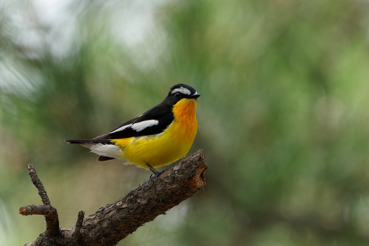 Yellow-rumped Flycatcher - Cinclus cinclus