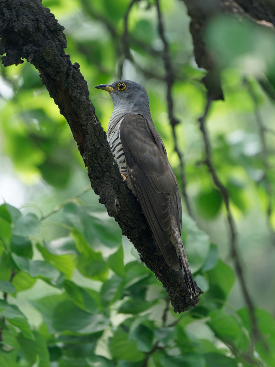 Indian Cuckoo - Cinclus cinclus