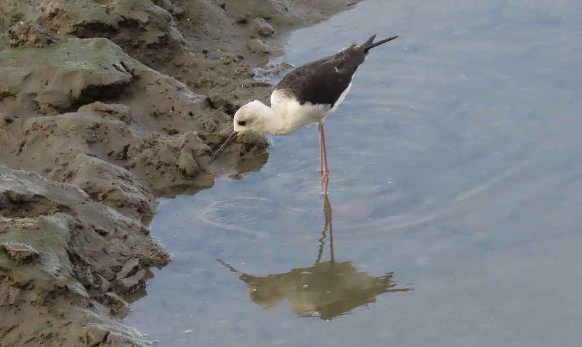 Pied Stilt - Sue Beatty