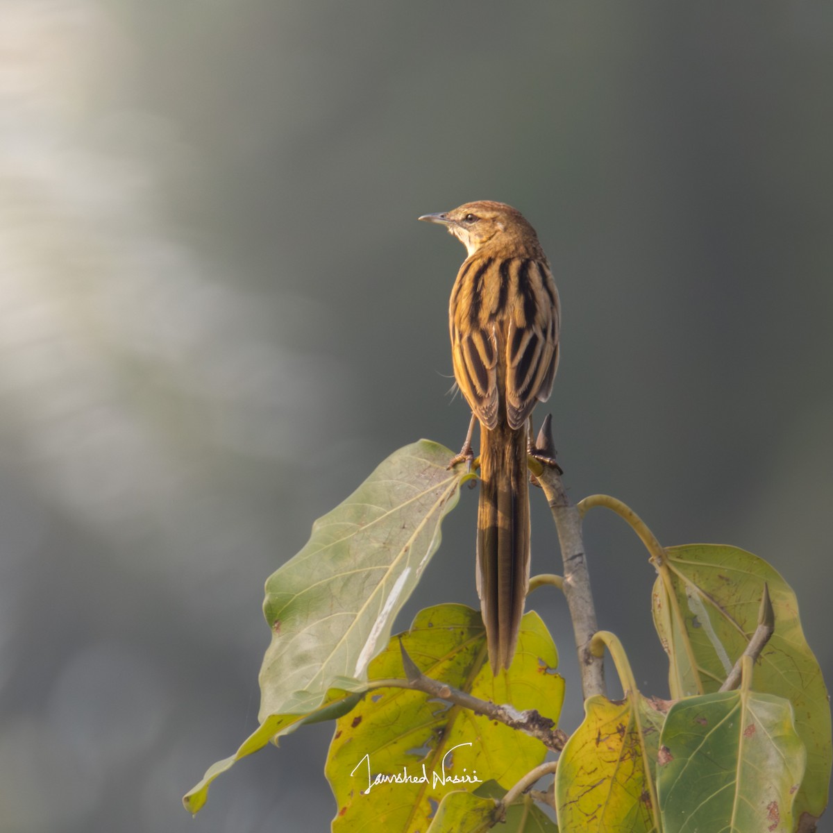 Striated Grassbird - Jamshed Nasiri