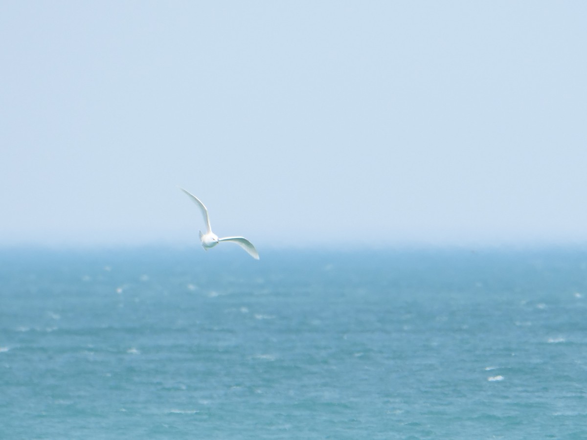 Glaucous Gull - Bob Izumi