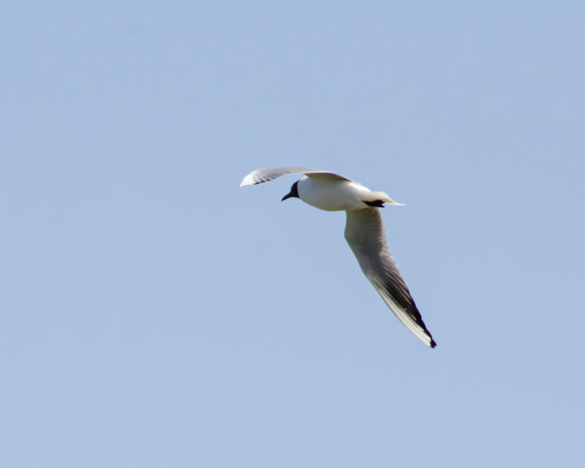 Black-headed Gull - Анастасия Яковлева