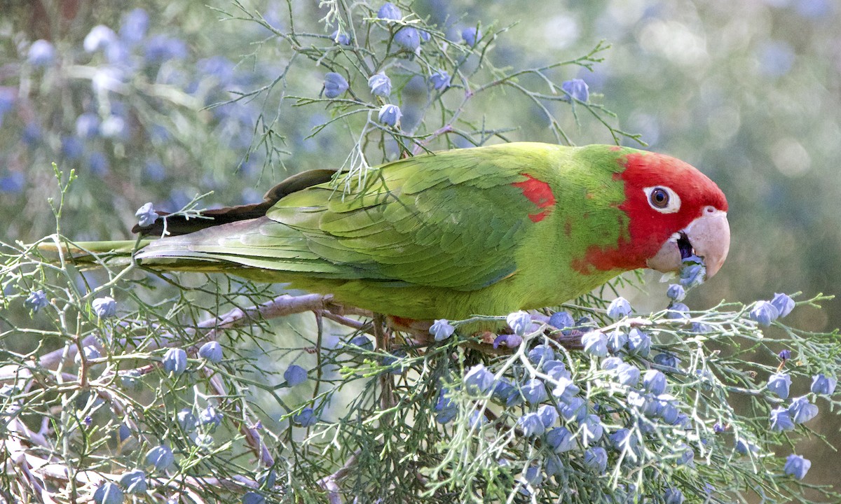 Red-masked Parakeet - Juan Abella