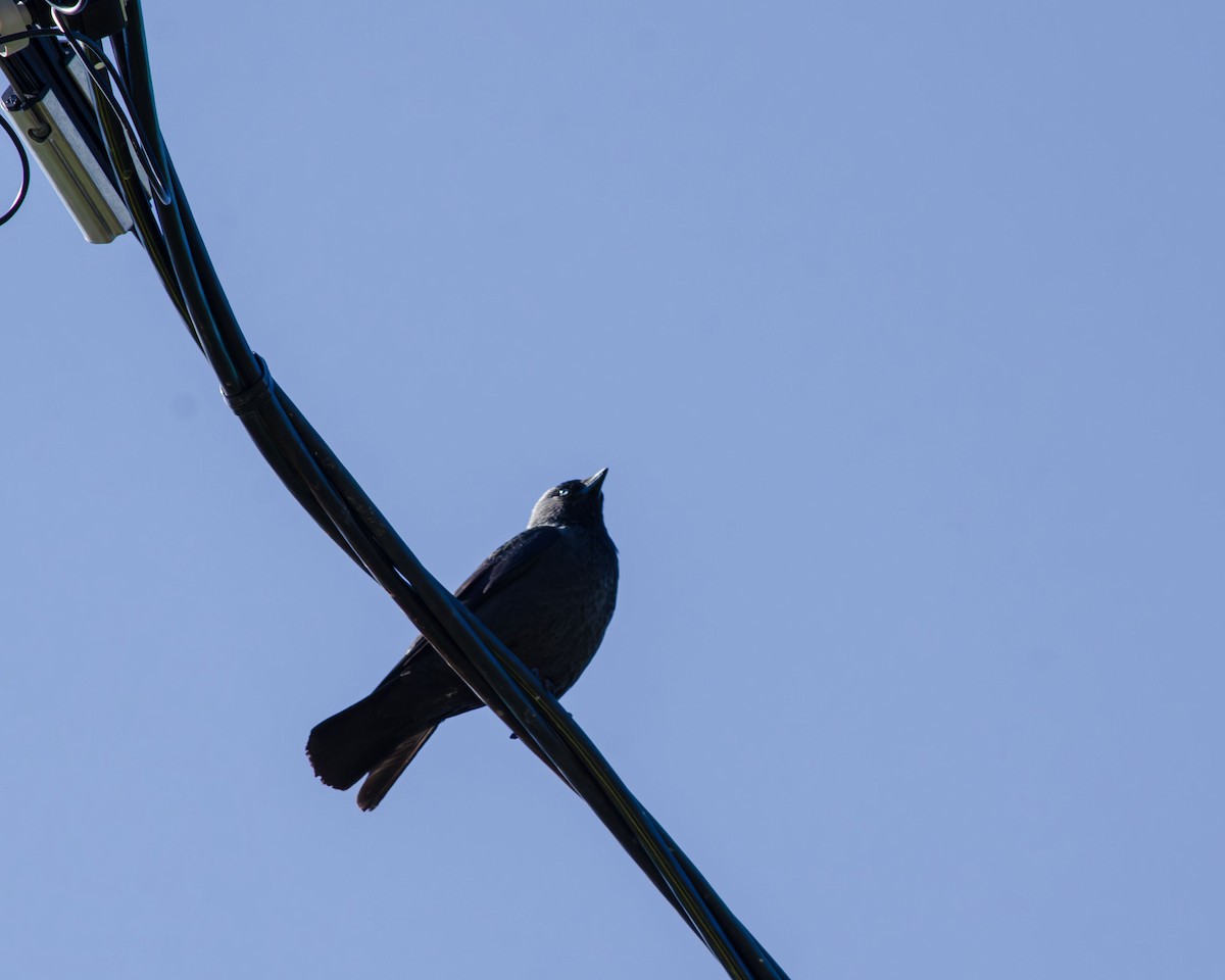 Eurasian Jackdaw - Анастасия Яковлева