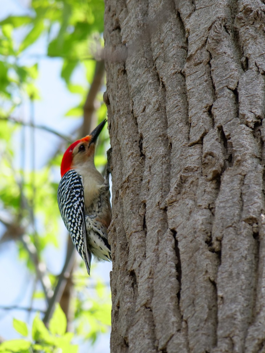 Red-bellied Woodpecker - Bob Izumi