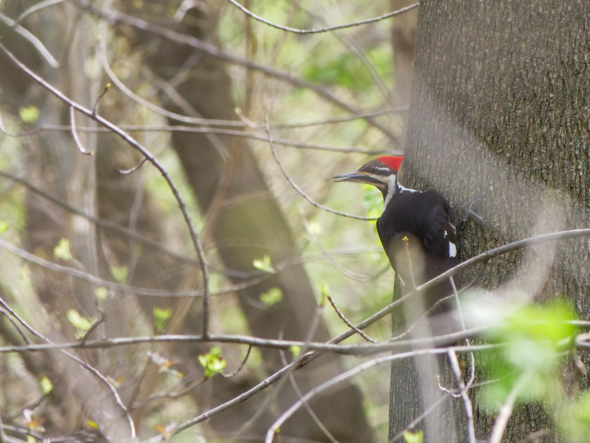 Pileated Woodpecker - Bob Izumi