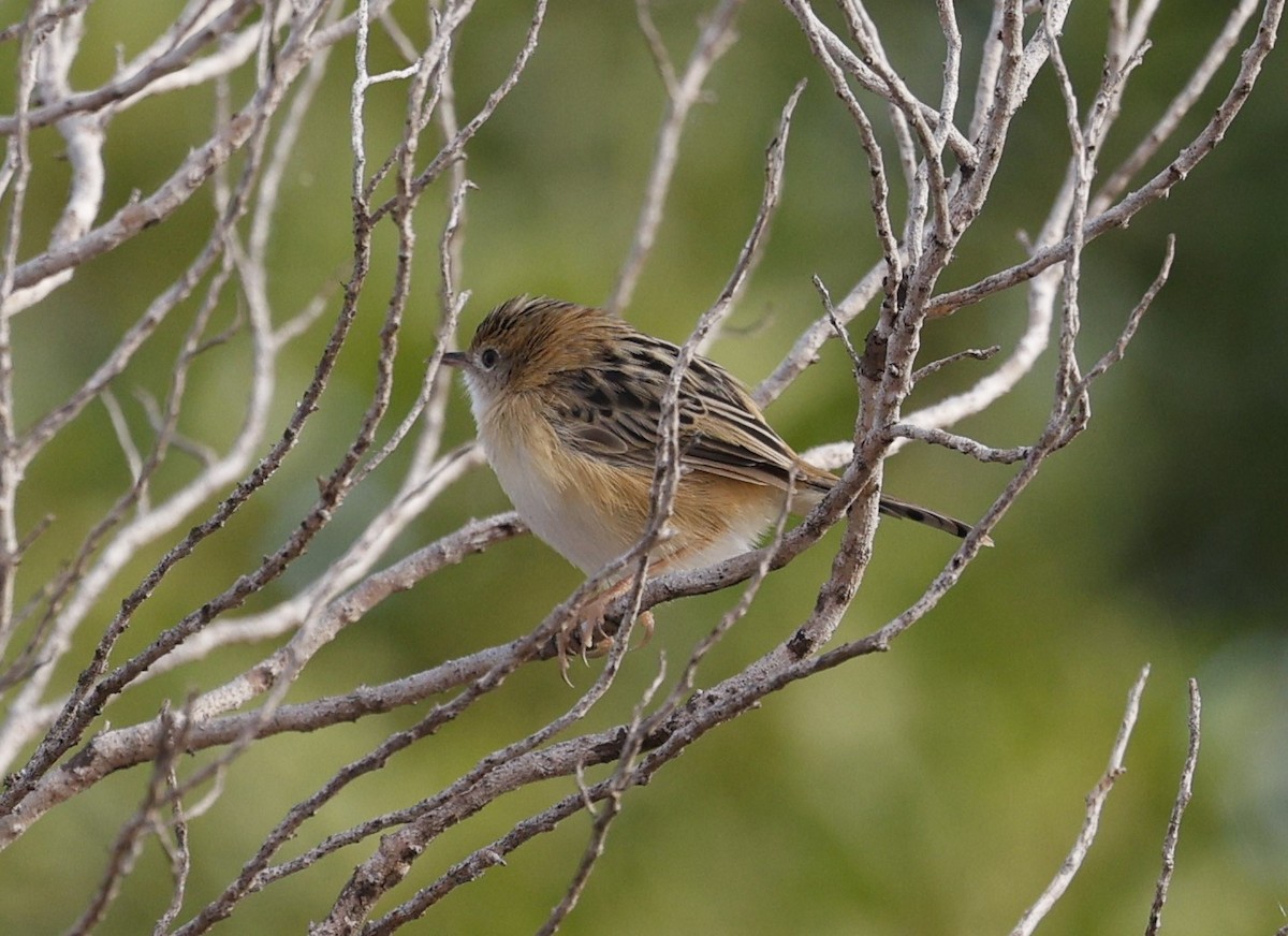 Golden-headed Cisticola - Cathy Pert