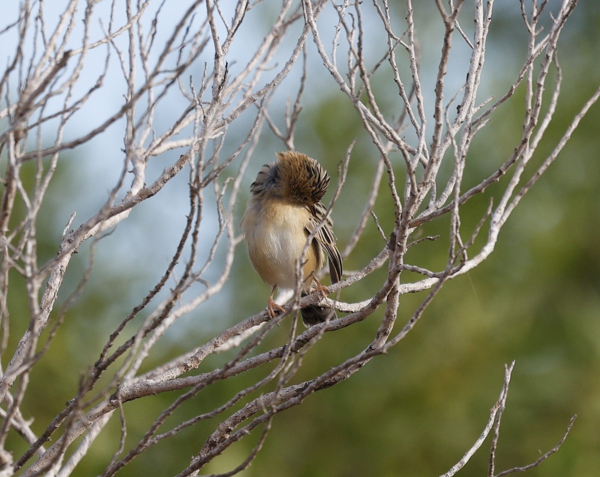 Golden-headed Cisticola - Cathy Pert