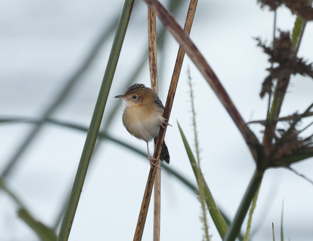 Golden-headed Cisticola - Cathy Pert