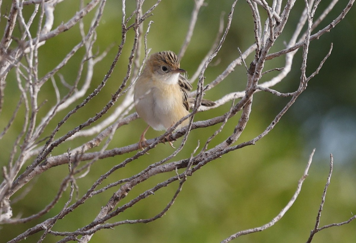 Golden-headed Cisticola - Cathy Pert