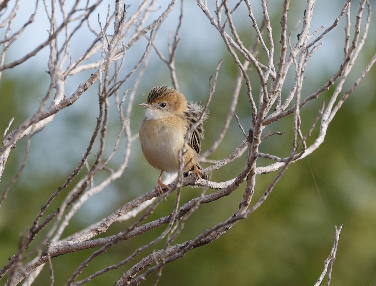 Golden-headed Cisticola - ML619435653