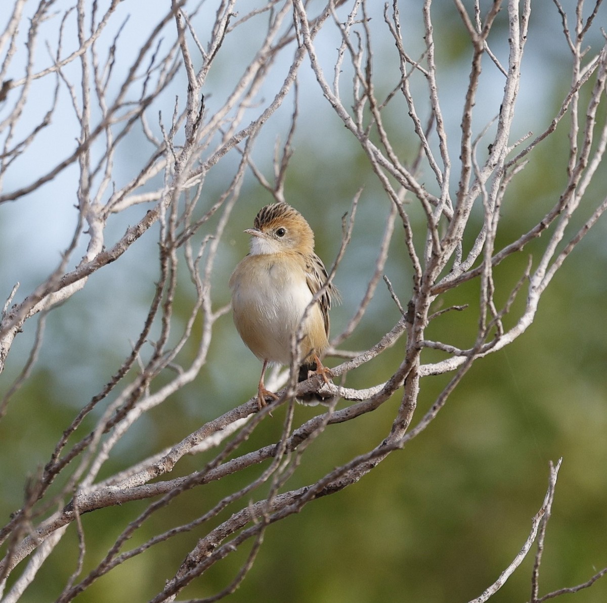 Golden-headed Cisticola - ML619435654