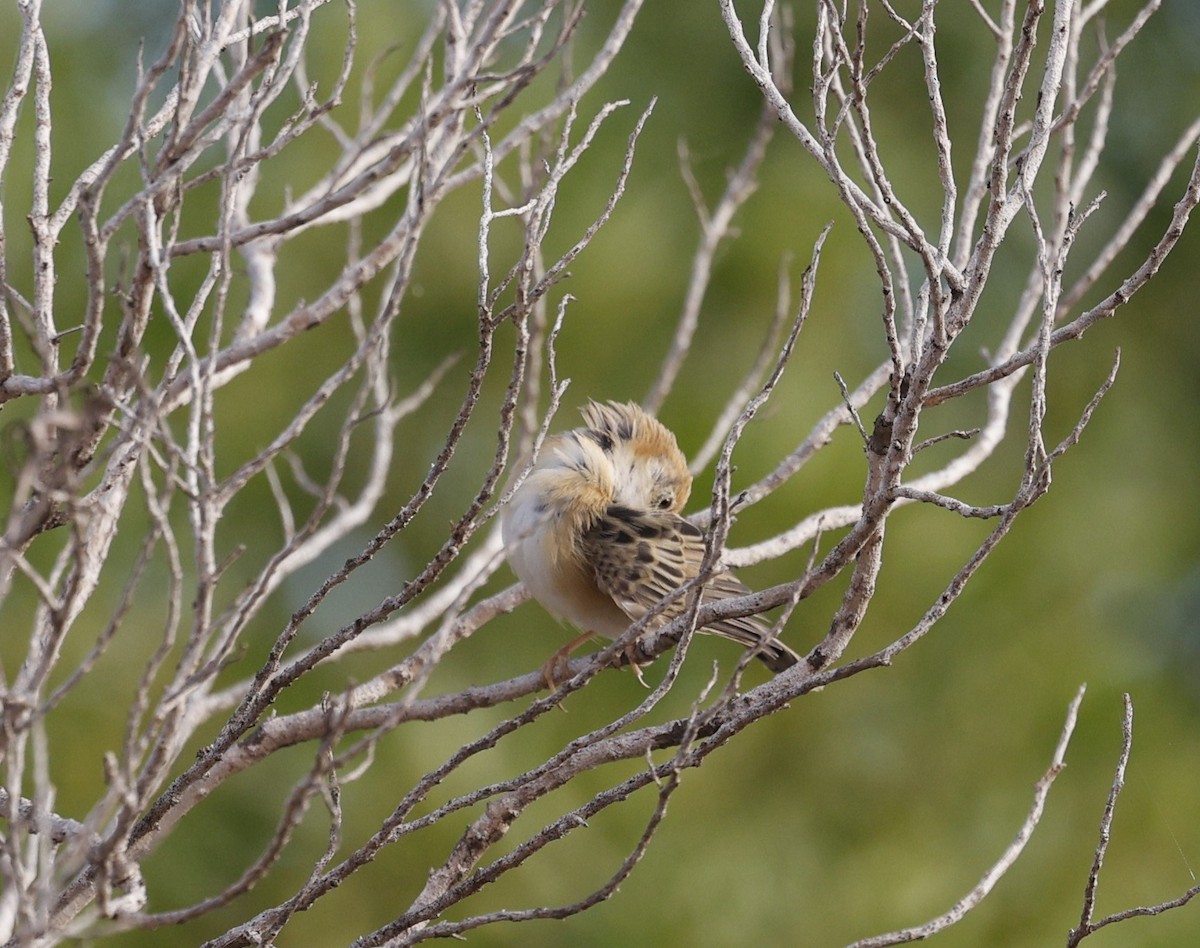 Golden-headed Cisticola - Cathy Pert