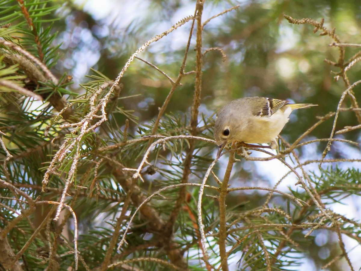 Ruby-crowned Kinglet - Bob Izumi