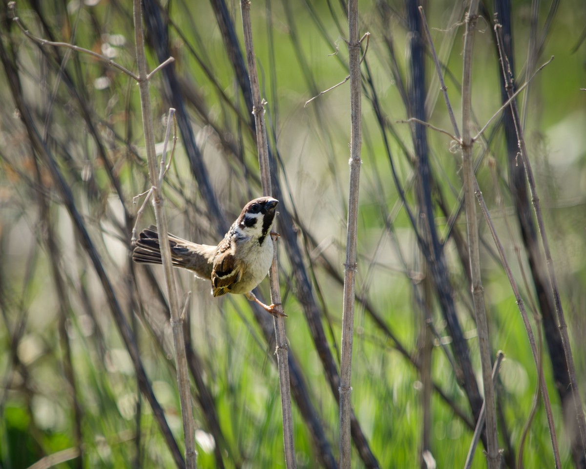Eurasian Tree Sparrow - Анастасия Яковлева