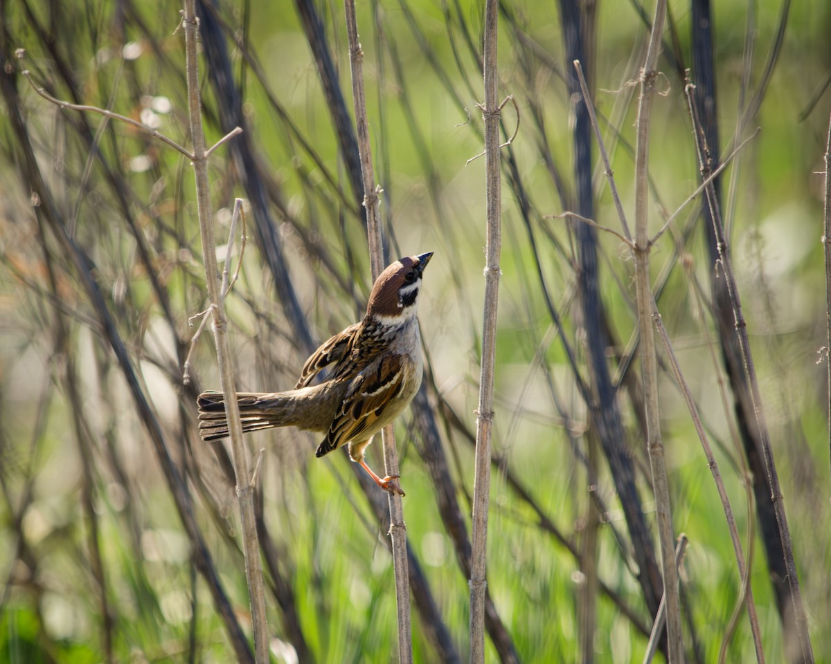 Eurasian Tree Sparrow - Анастасия Яковлева
